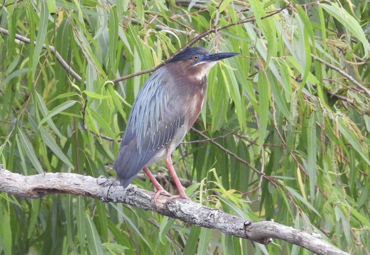 Green Heron - Michele Giroir