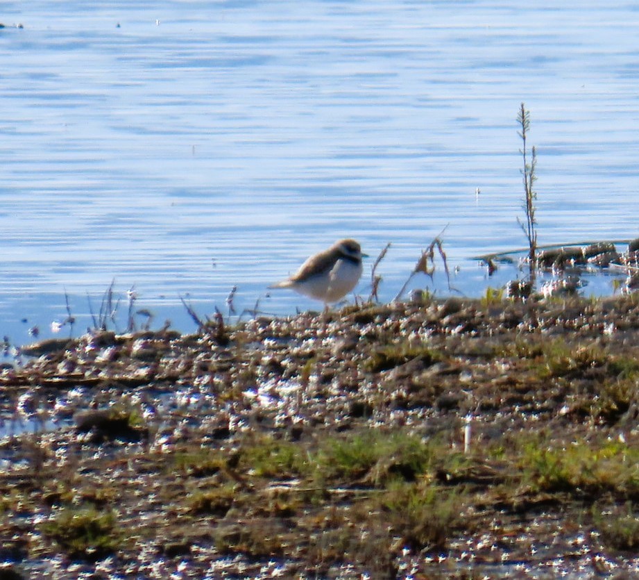 Semipalmated Plover - ML617761575