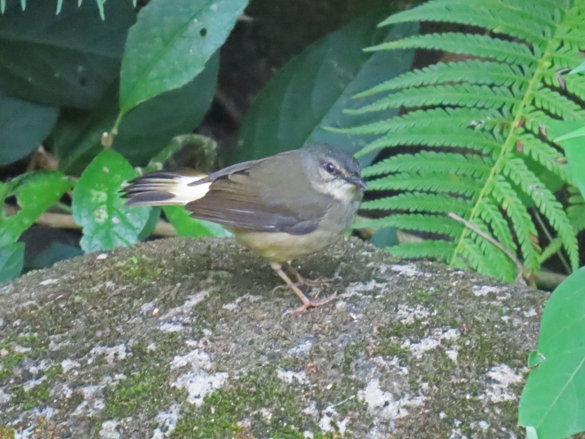 Buff-rumped Warbler - ML617761596