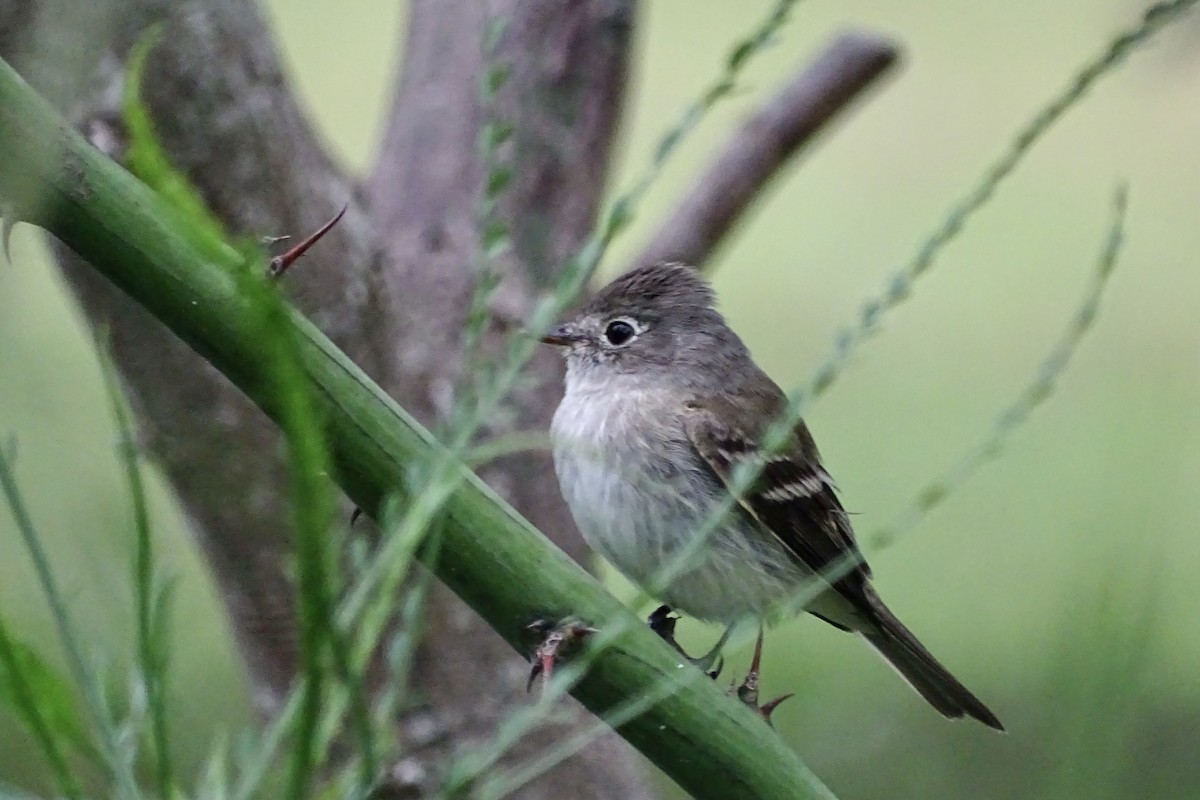 Least Flycatcher - ML617761617