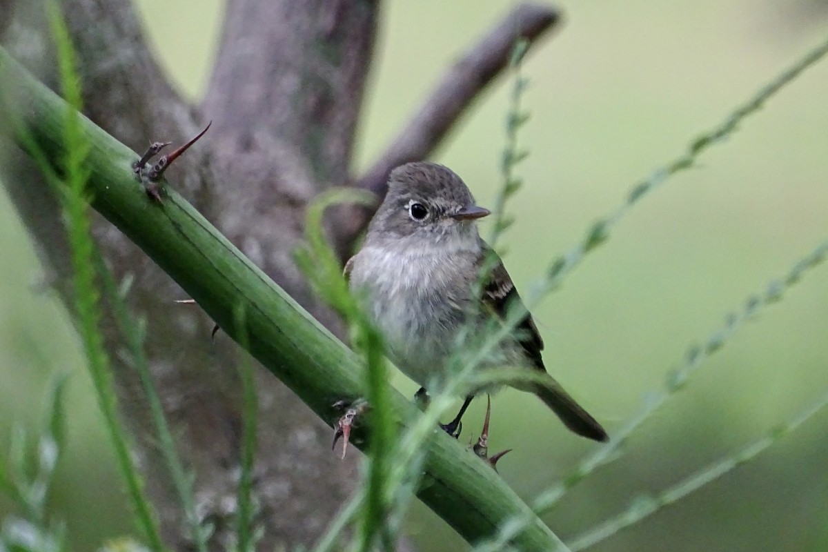 Least Flycatcher - ML617761621