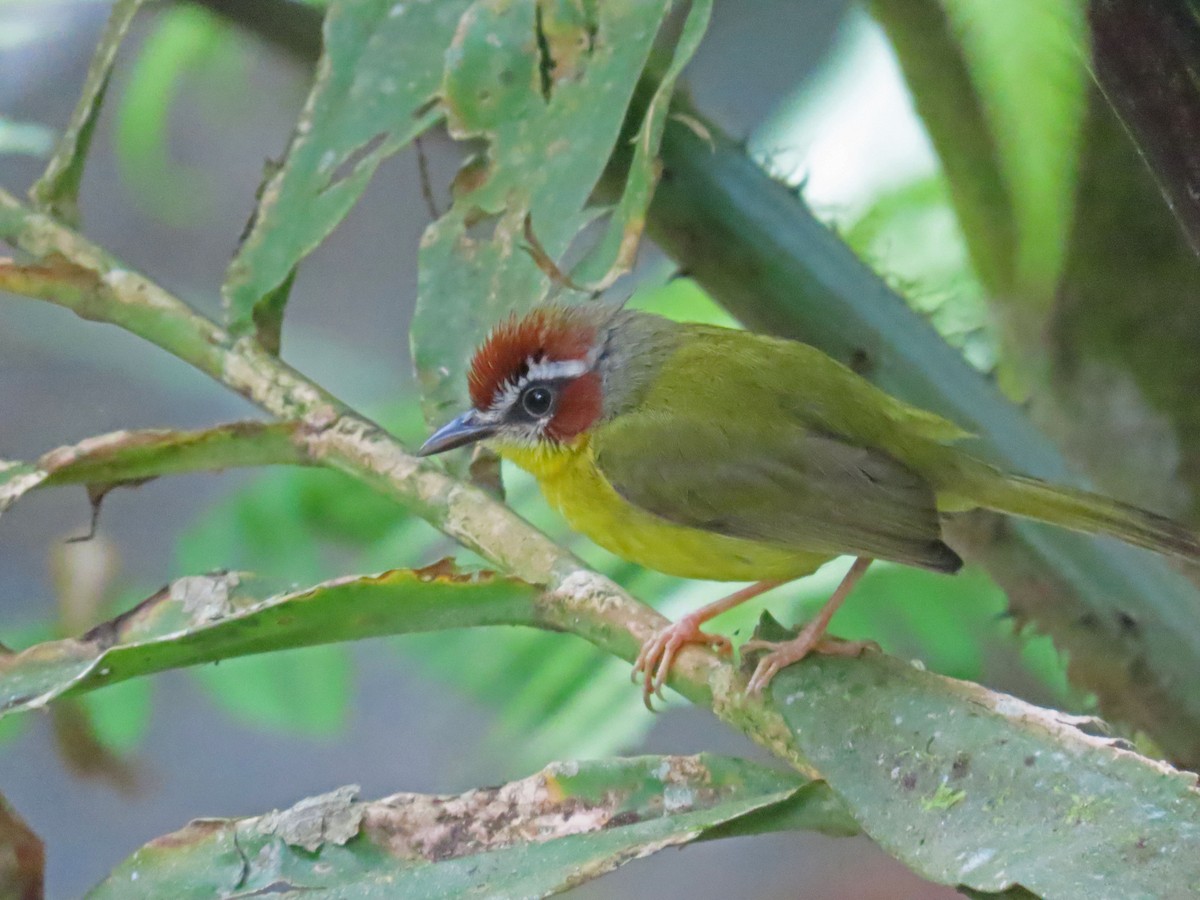 Chestnut-capped Warbler - ML617761628