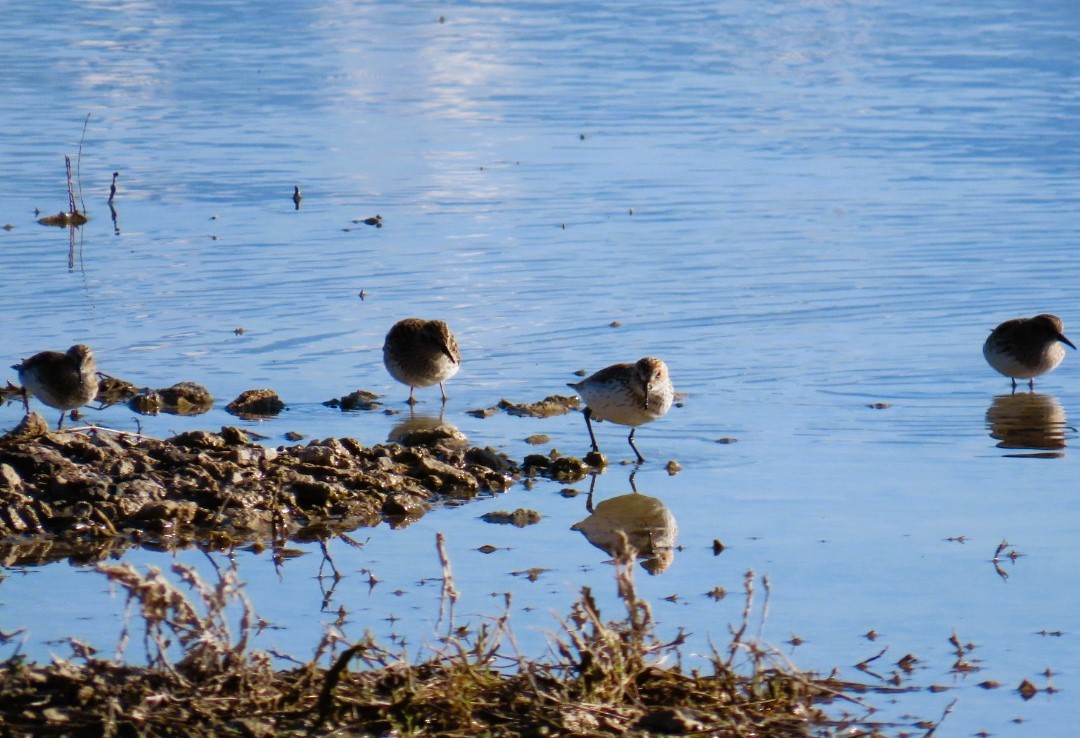 Bergstrandläufer - ML617761663