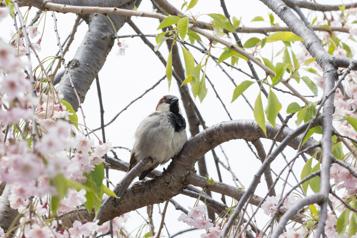 Moineau domestique - ML617761671
