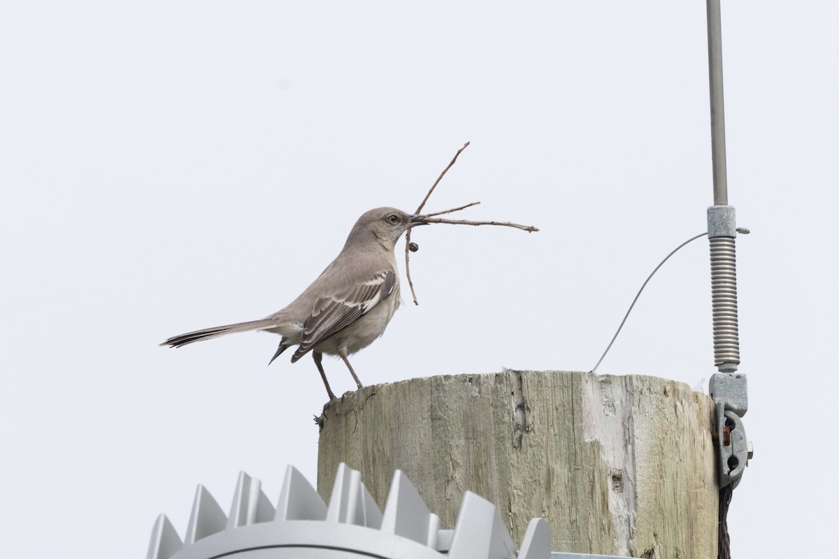 Northern Mockingbird - ML617761675