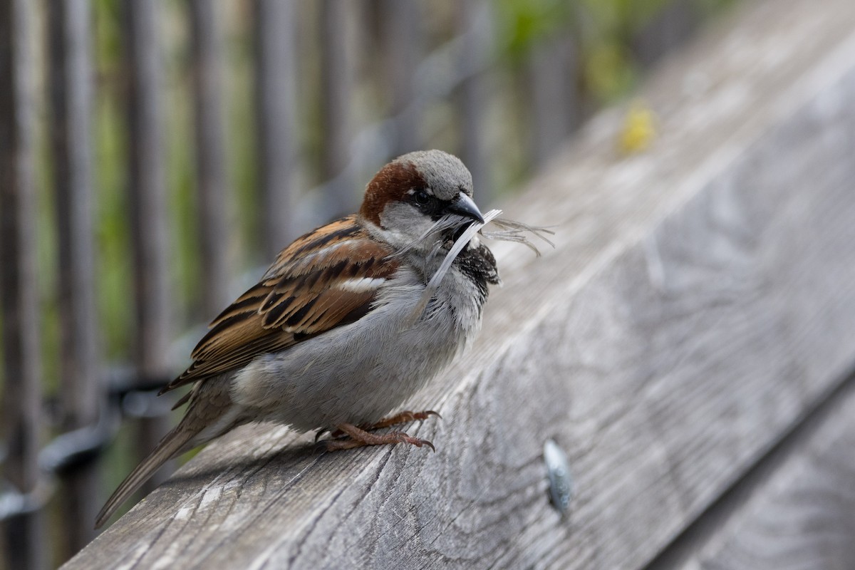 Moineau domestique - ML617761683