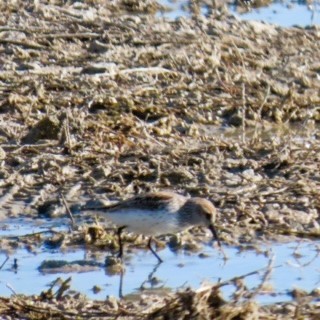 Western Sandpiper - ML617761685