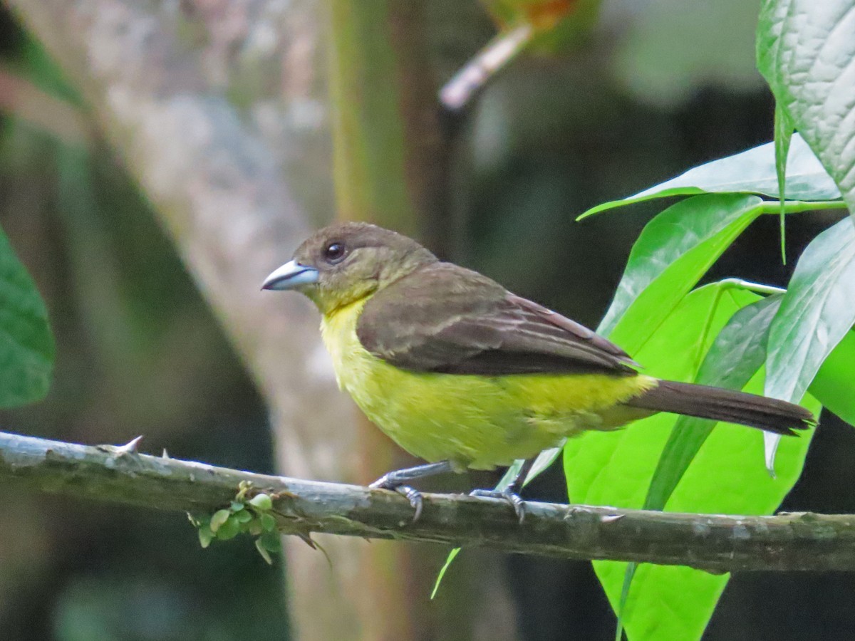 Flame-rumped Tanager - ML617761698