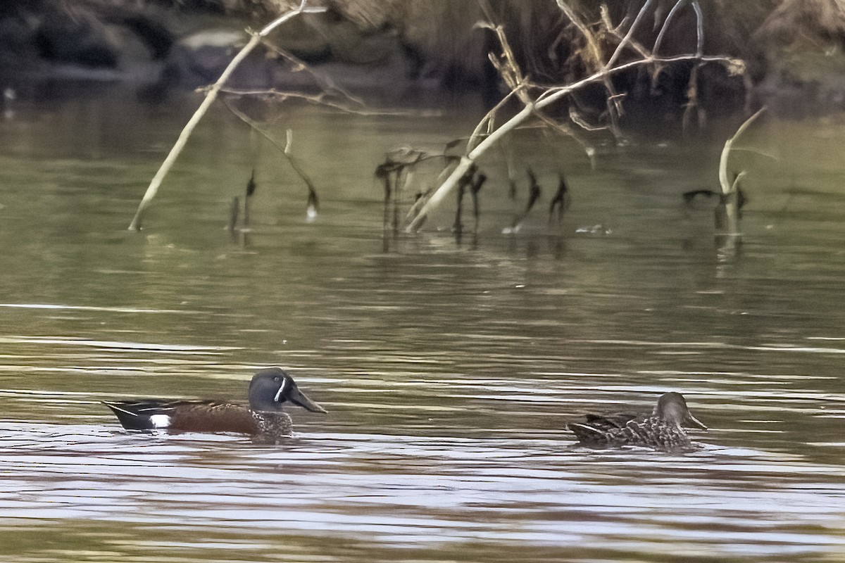 Australasian Shoveler - ML617761703