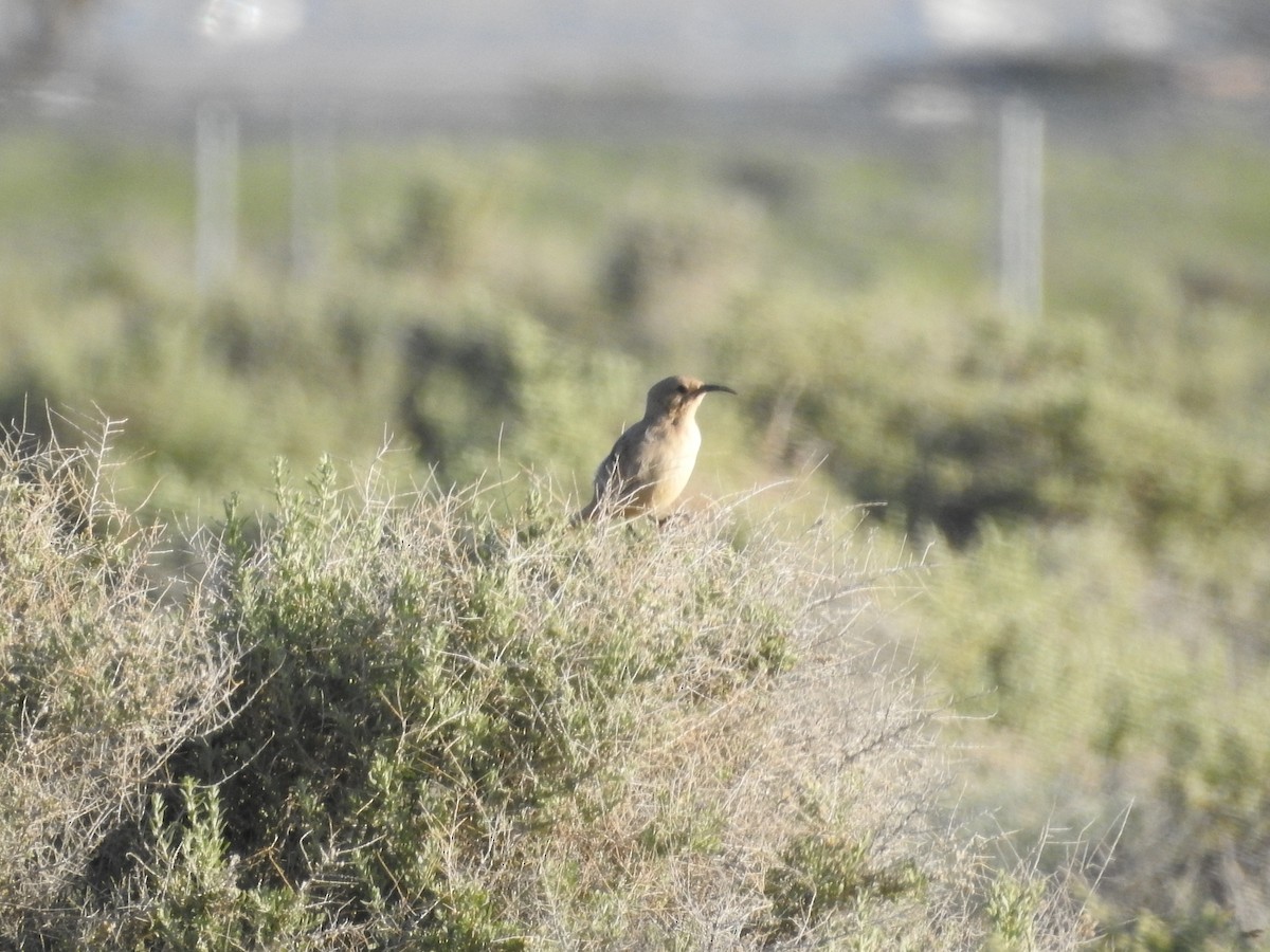 LeConte's Thrasher - ML617761723