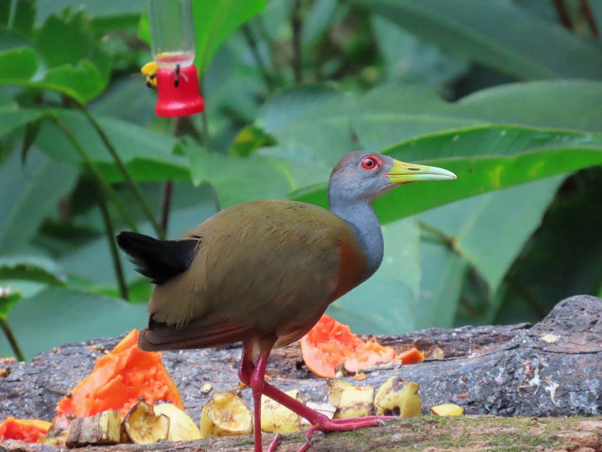 Gray-cowled Wood-Rail - ML617761724