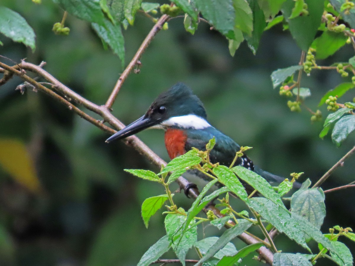 Green Kingfisher - ML617761745