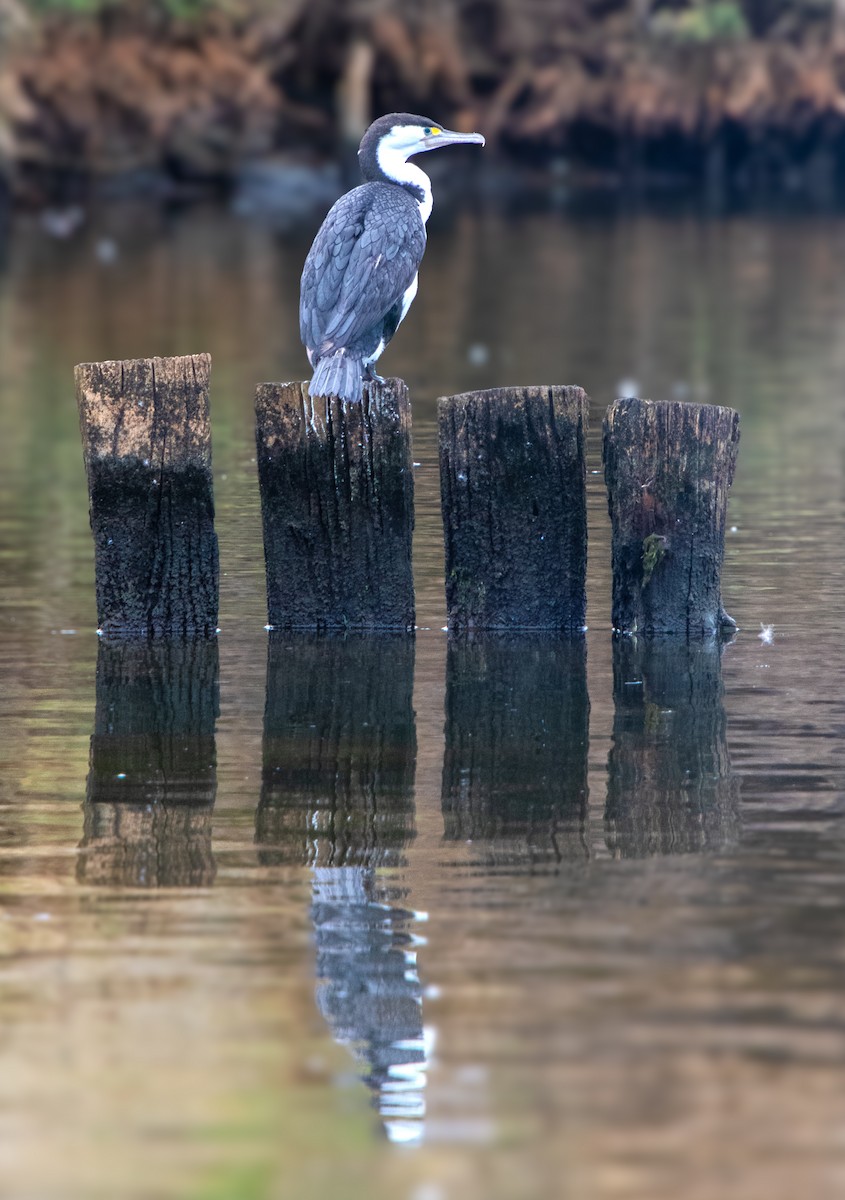 Pied Cormorant - ML617761784