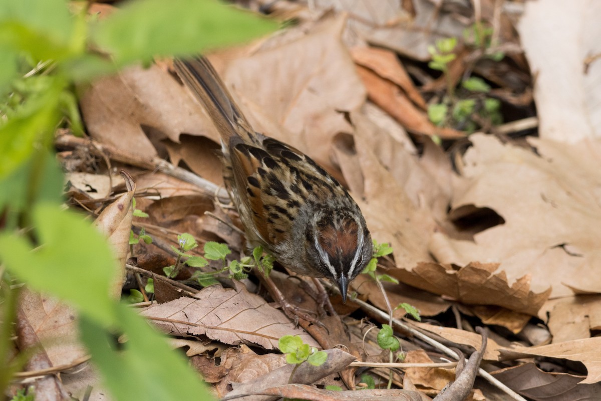 Swamp Sparrow - ML617761793