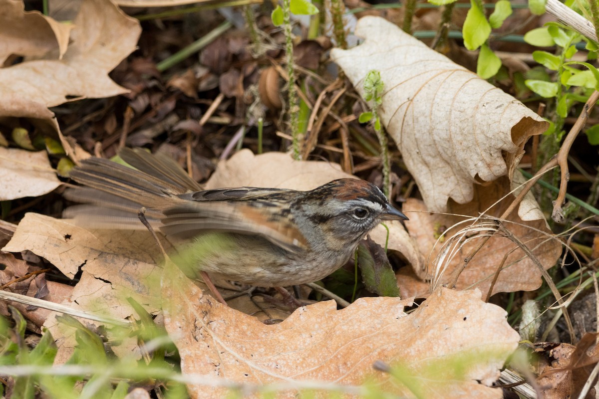 Swamp Sparrow - ML617761794