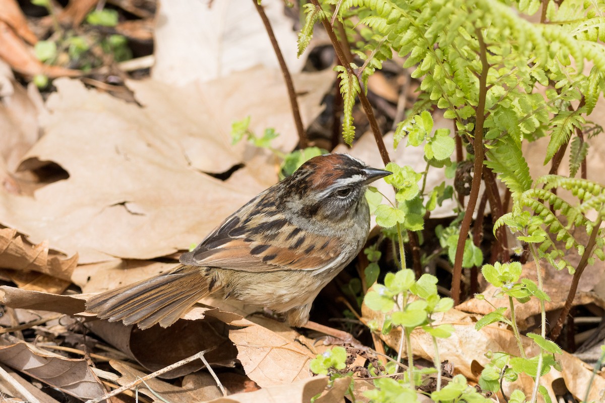 Swamp Sparrow - ML617761795
