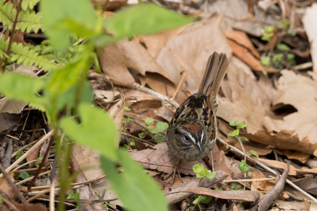 Swamp Sparrow - ML617761796