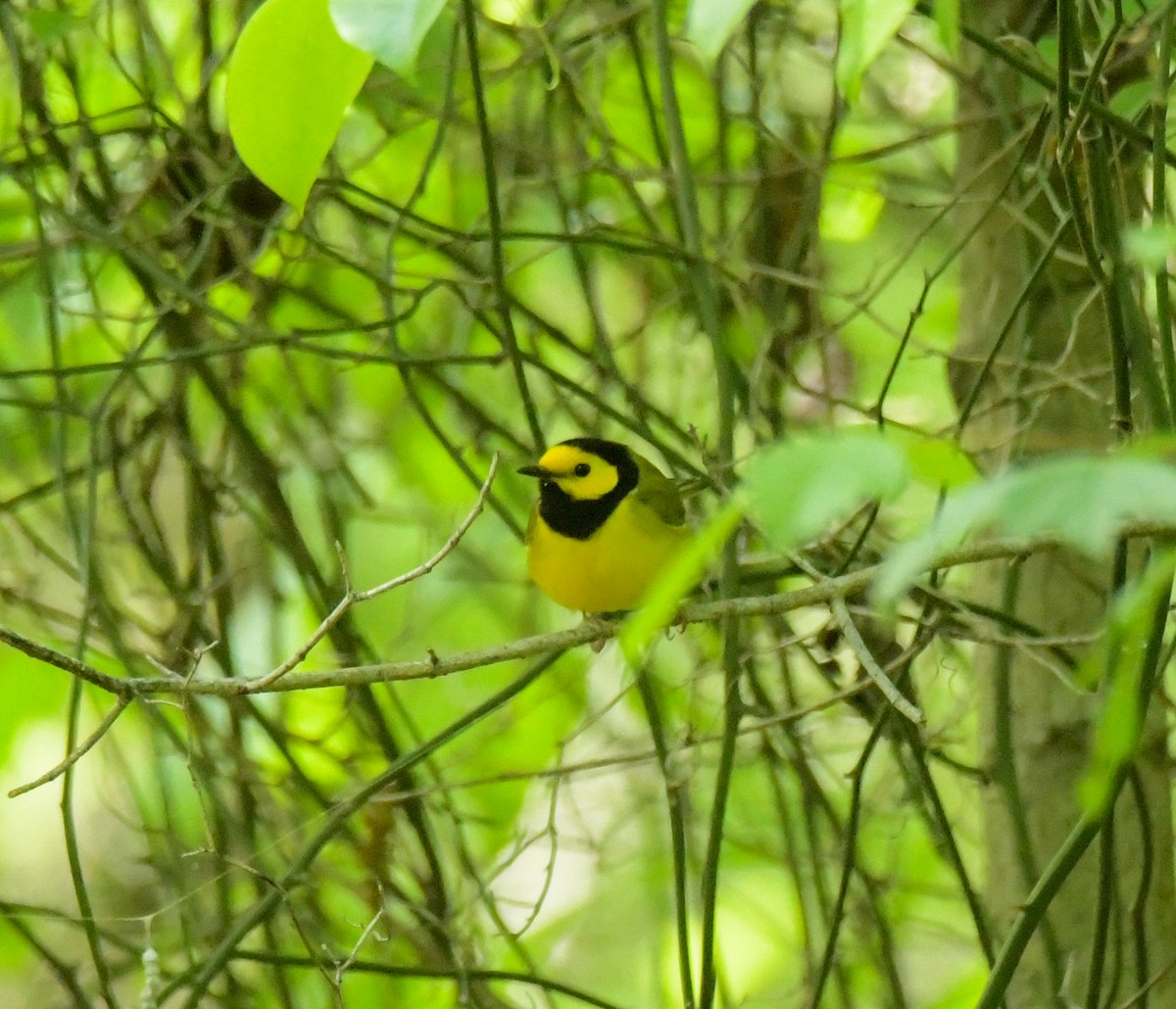 Hooded Warbler - Mary Ganaway