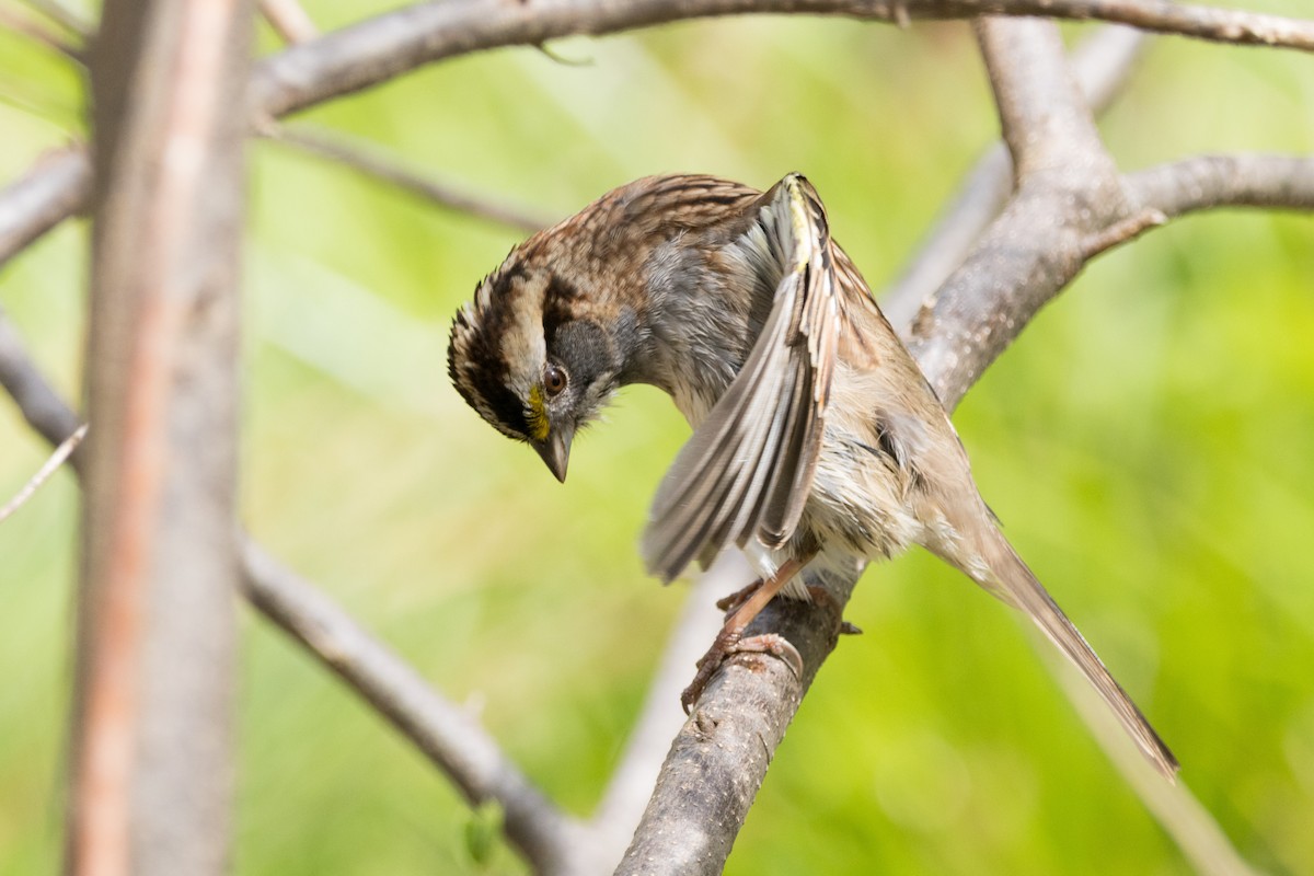 White-throated Sparrow - ML617761801