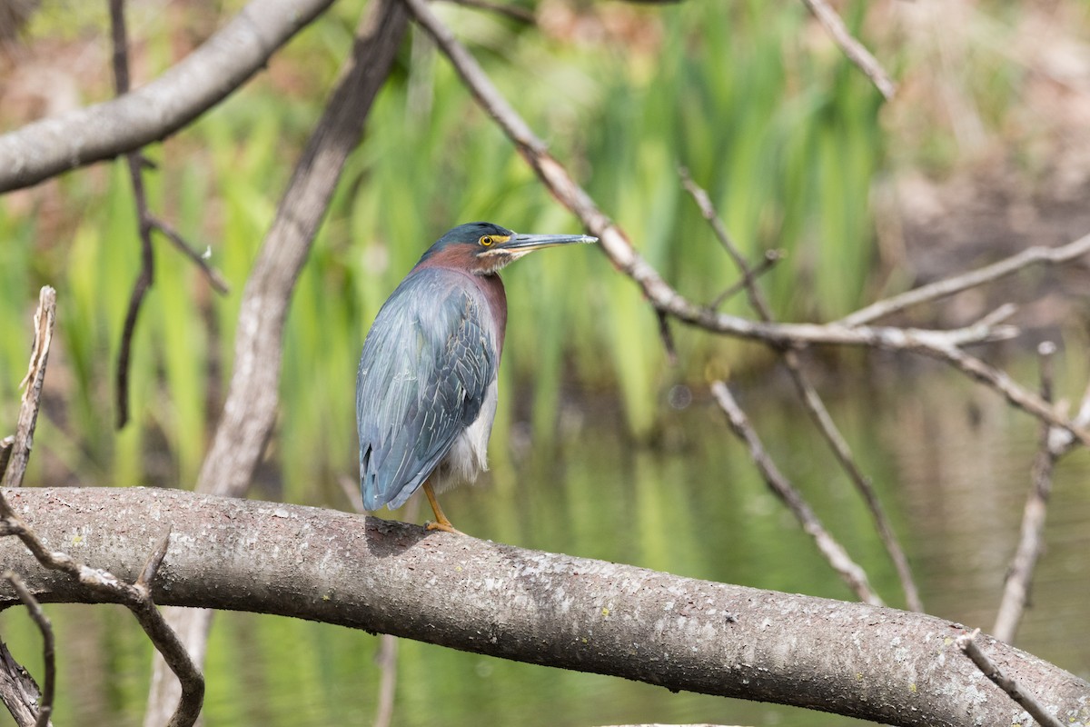 Green Heron - ML617761816