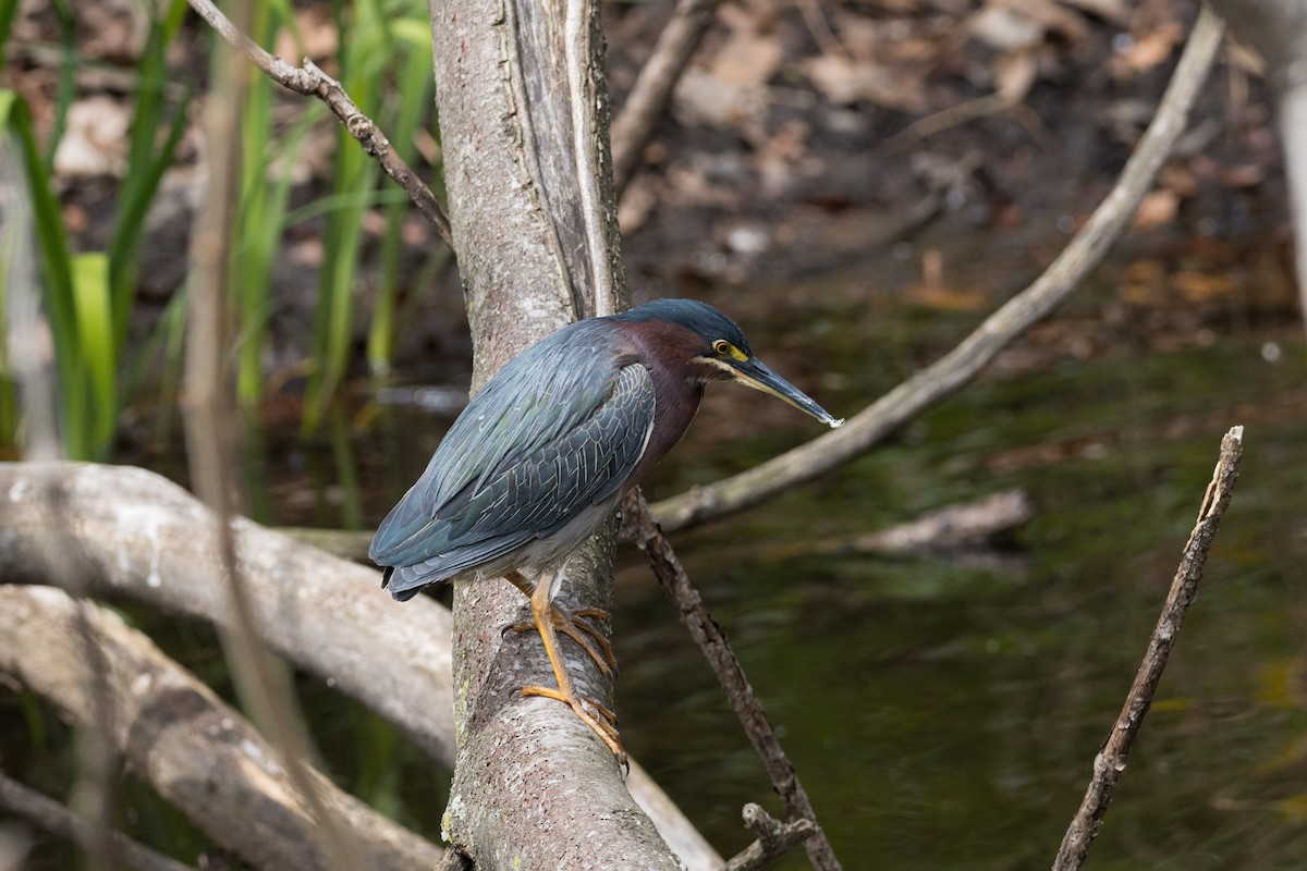 Green Heron - ML617761817