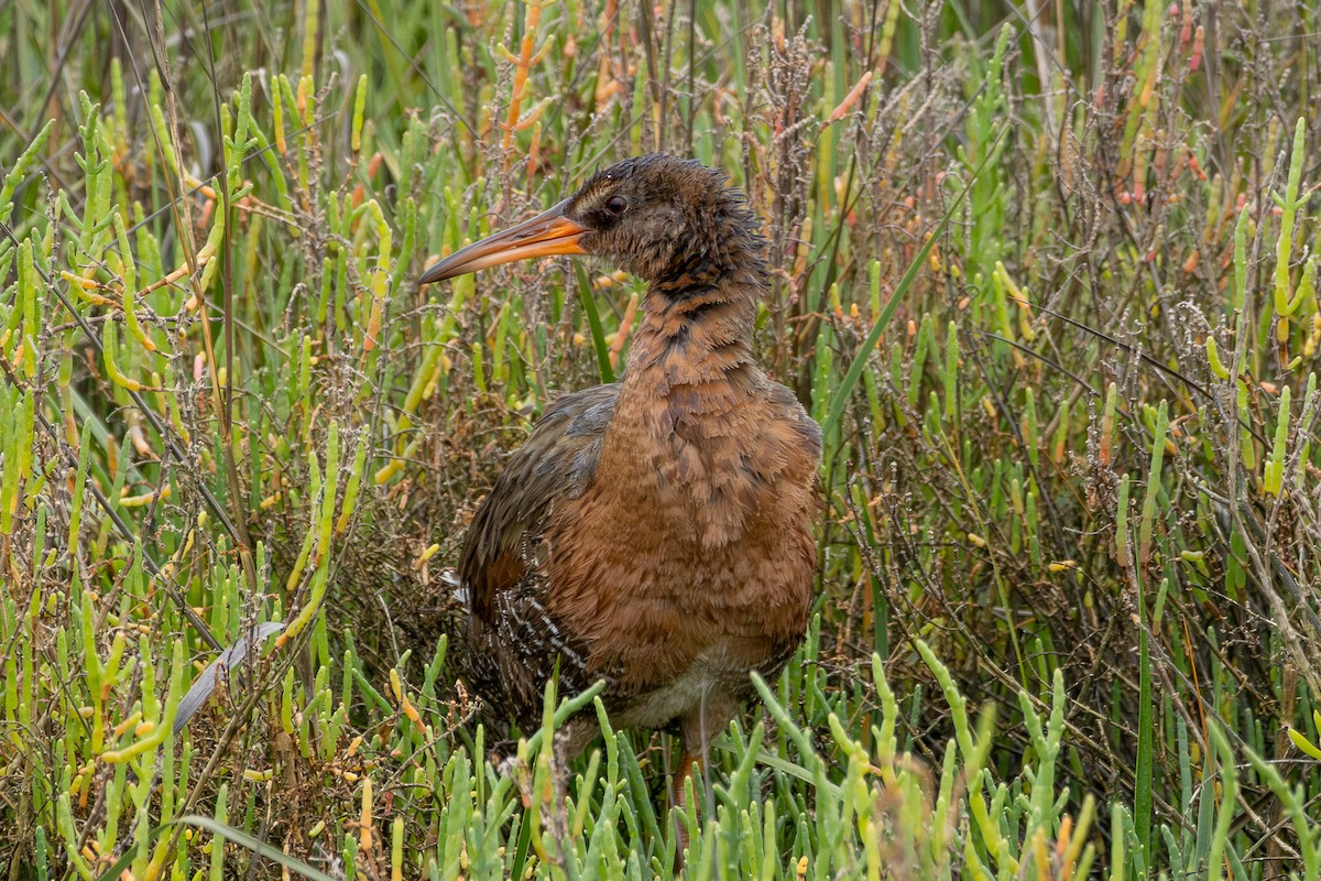 Ridgway's Rail (Light-footed) - Tobin Brown