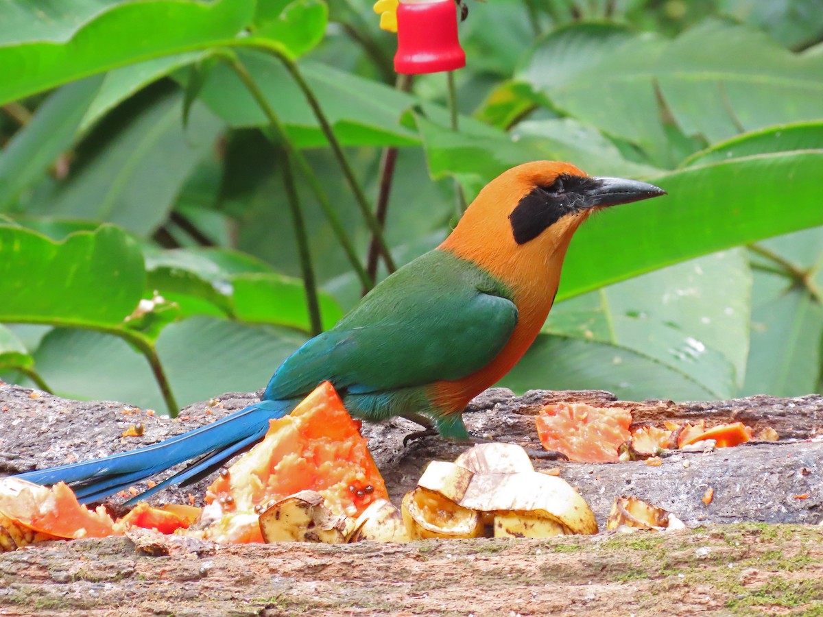 Rufous Motmot - Tom Edell