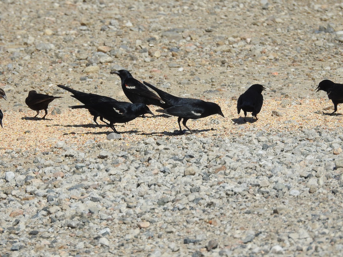 Tricolored Blackbird - ML617761856