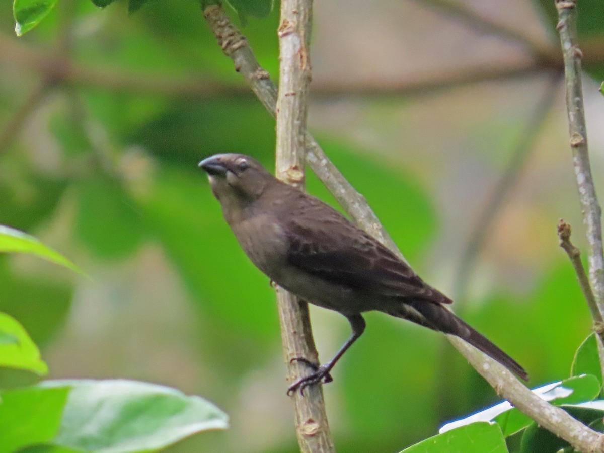 Shiny Cowbird - ML617761865