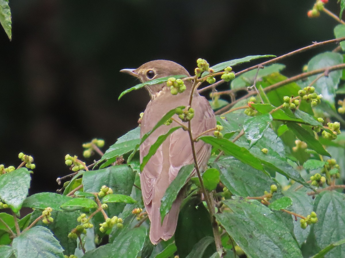 Swainson's Thrush - ML617761899