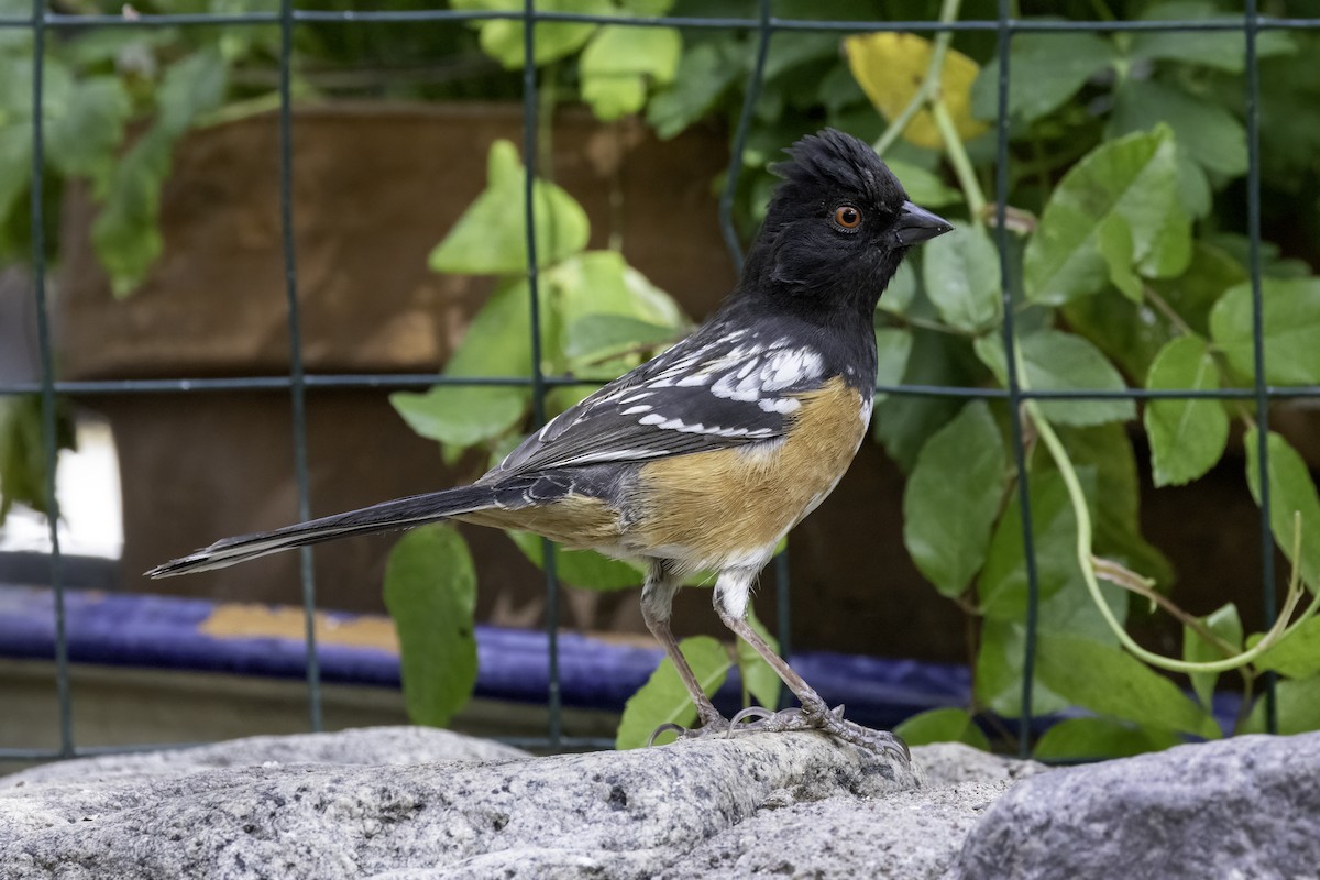 Spotted Towhee - ML617761914