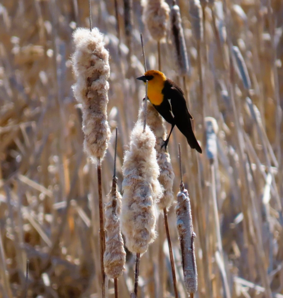 Yellow-headed Blackbird - ML617761924