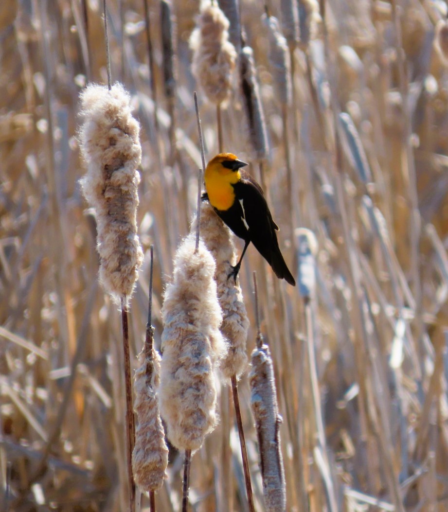 Yellow-headed Blackbird - ML617761925