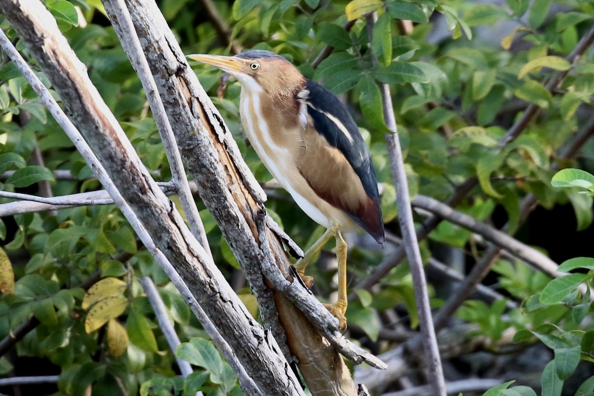 Least Bittern - Lori Charron