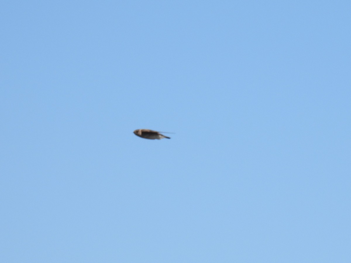 Cliff Swallow - ML617761964