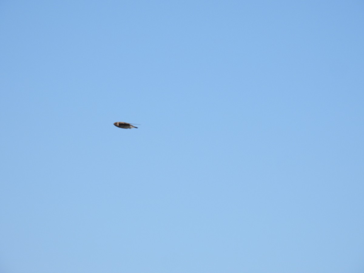 Cliff Swallow - ML617761965