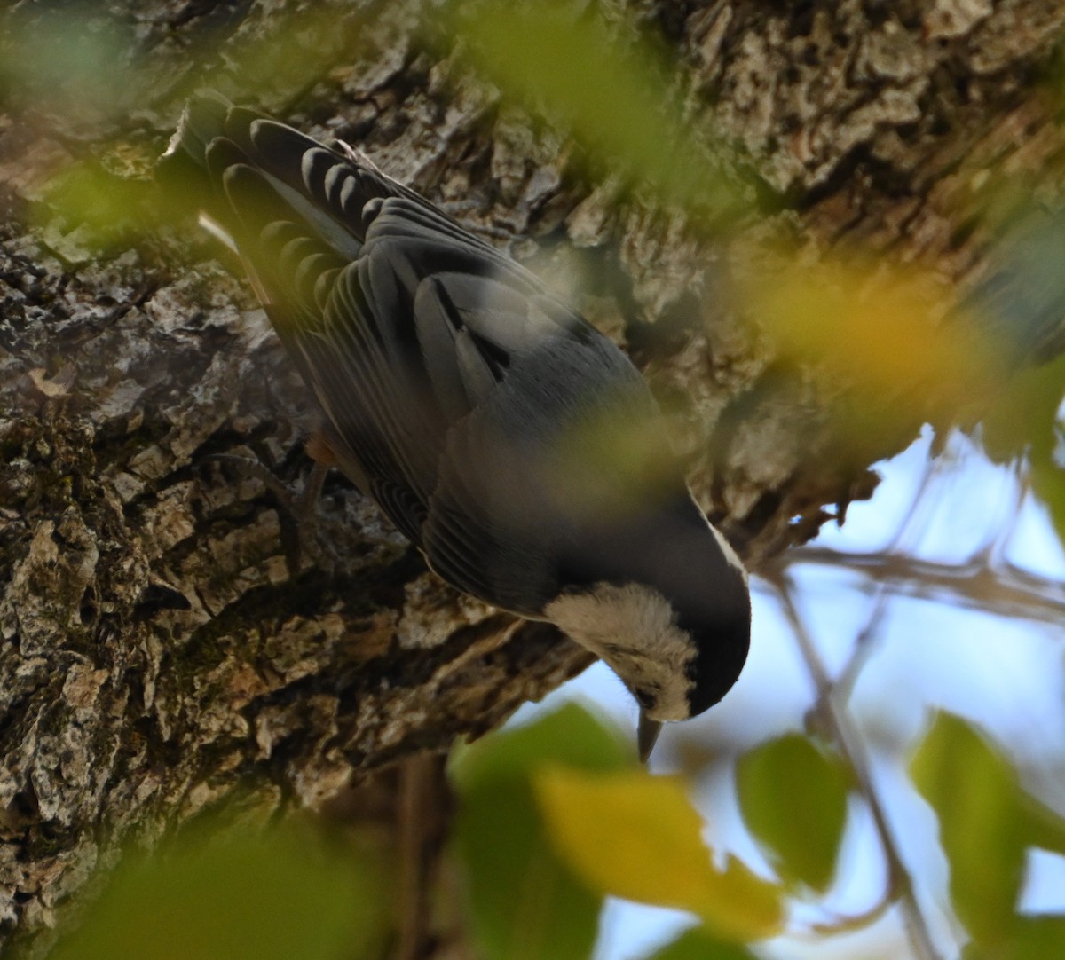 White-breasted Nuthatch - Bonda Sek