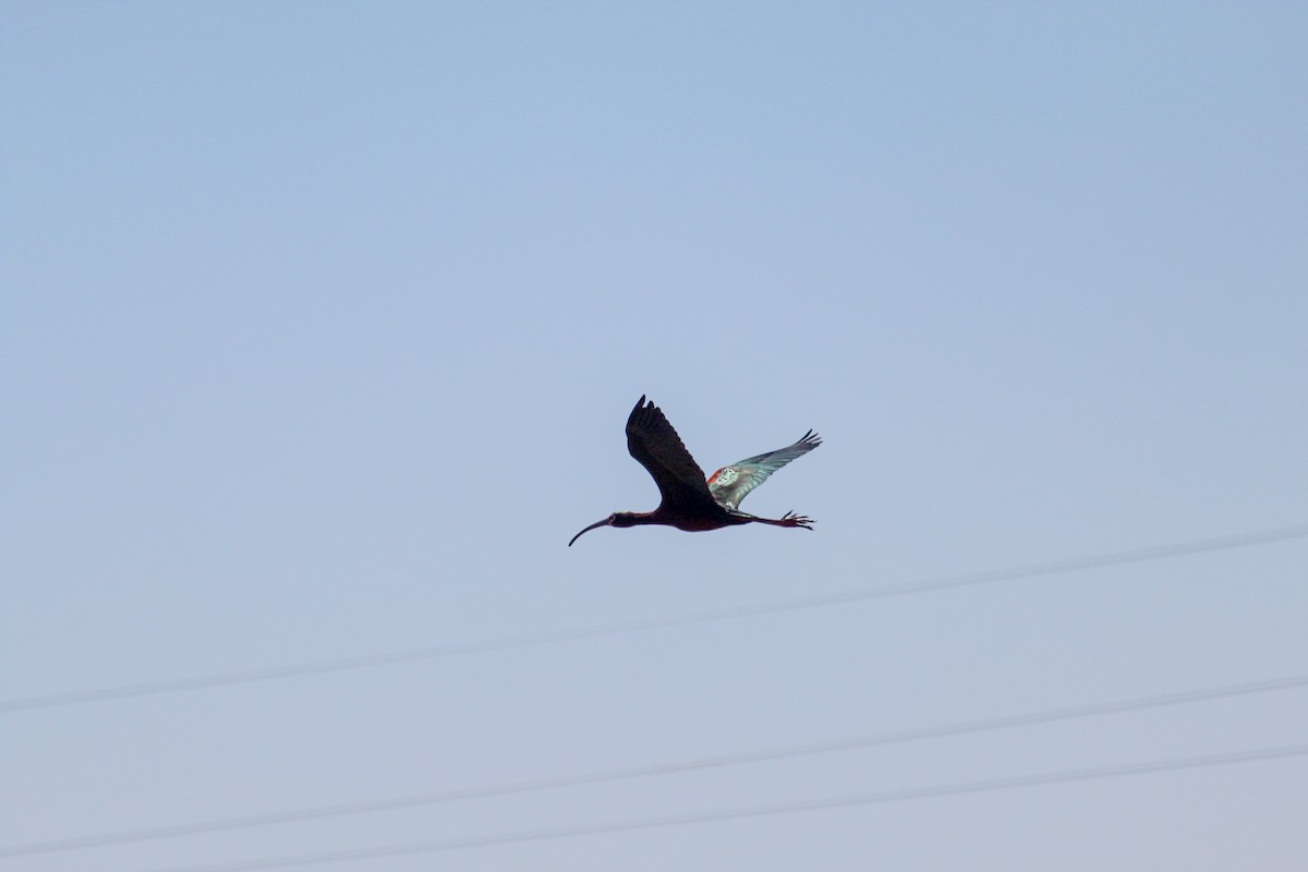 White-faced Ibis - Noah Chambers