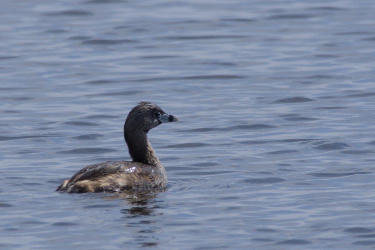 Pied-billed Grebe - ML617762076