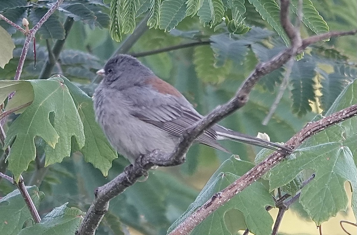 Junco Ojioscuro (caniceps) - ML617762095