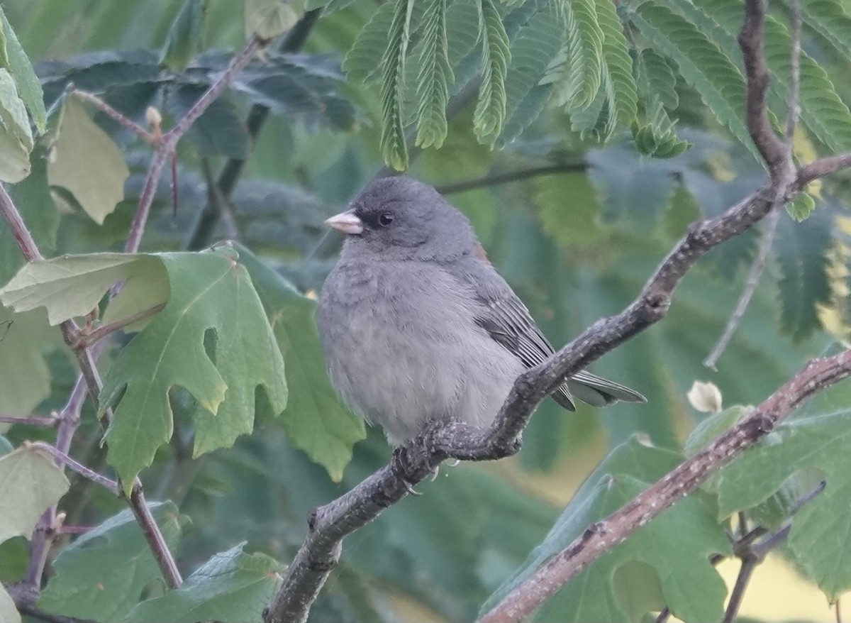 Dark-eyed Junco (Gray-headed) - J Berner