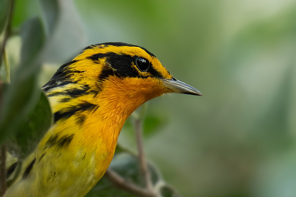 Blackburnian Warbler - ML617762170