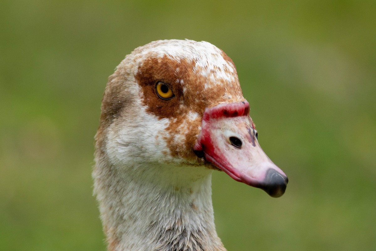 Egyptian Goose - ML617762182