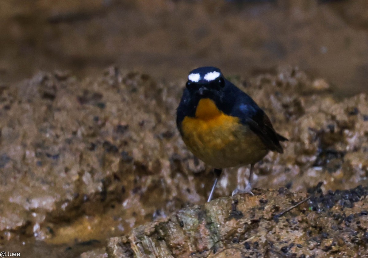 Snowy-browed Flycatcher - ML617762195