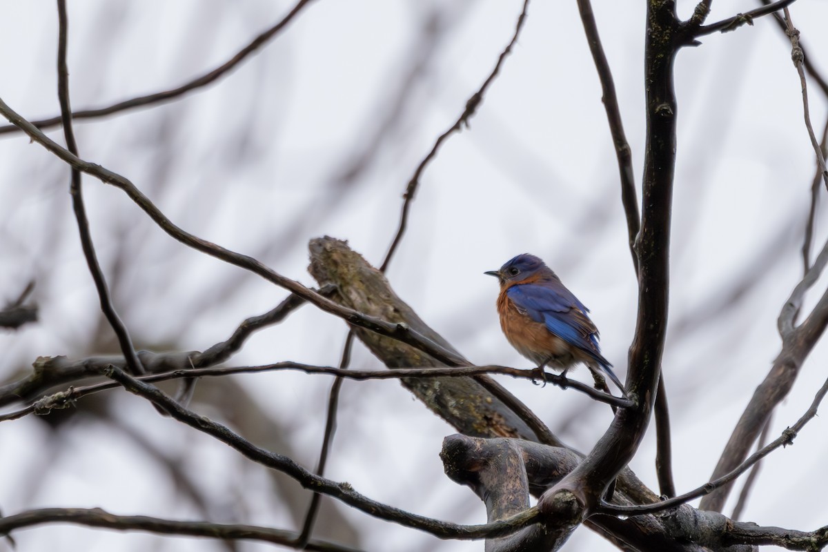 Eastern Bluebird - Richard Adams