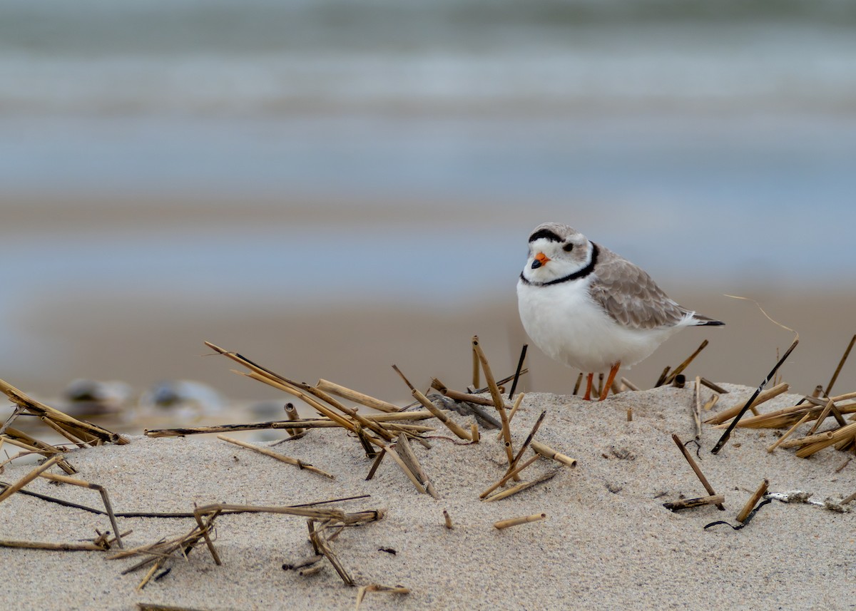 Piping Plover - ML617762222