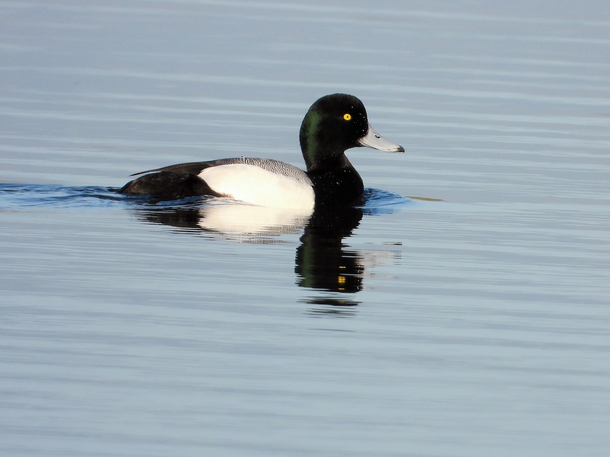 Greater Scaup - ML617762236