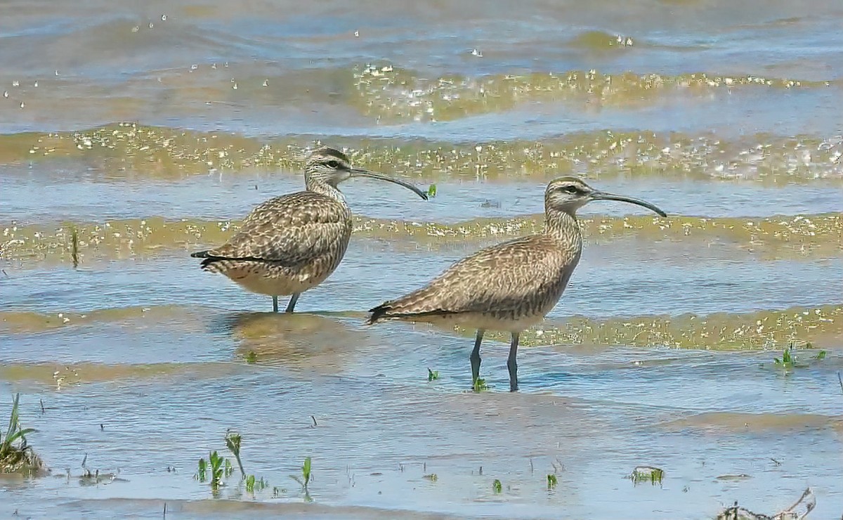 Whimbrel - Pat O'Neil