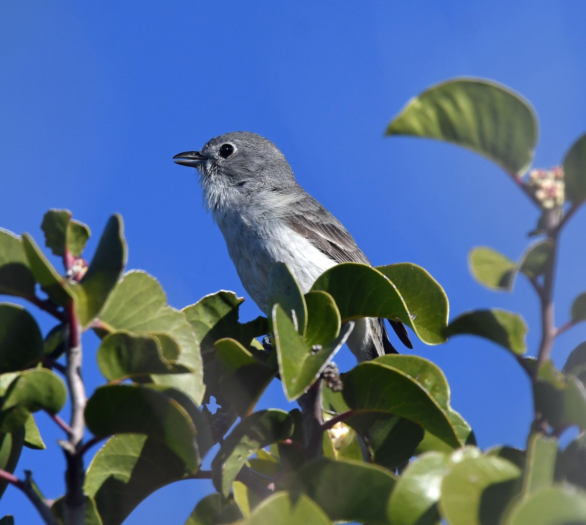 Gray Vireo - Richard Taylor