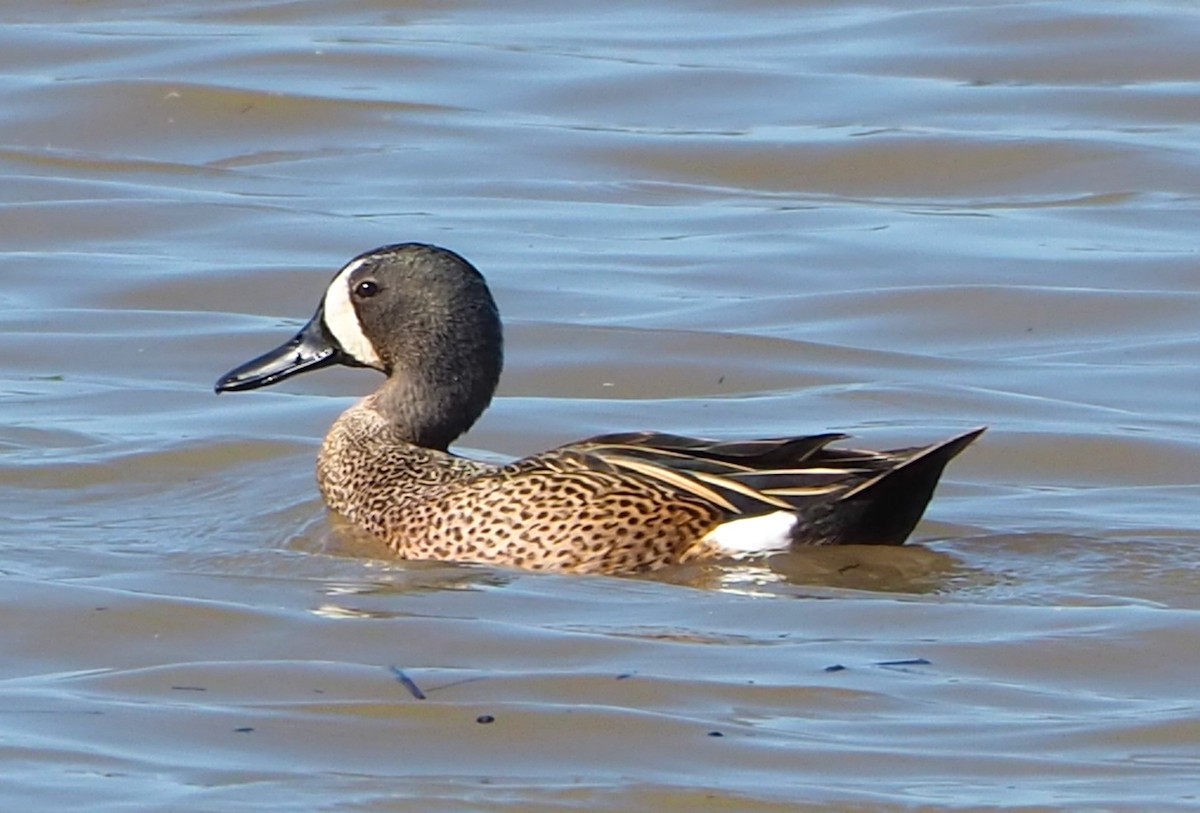 Blue-winged Teal - ML617762325